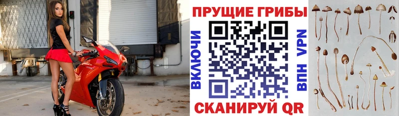 площадка наркотические препараты  Тихвин  Галлюциногенные грибы MAGIC MUSHROOMS 